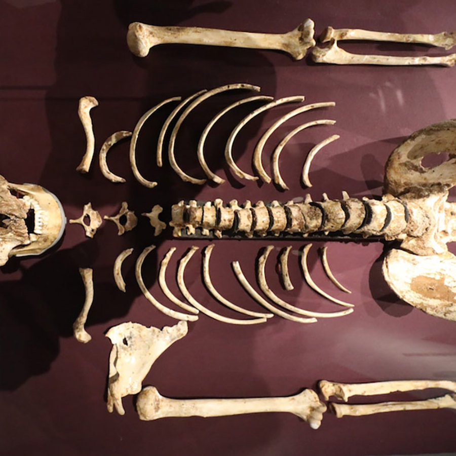 Cheddar man skeleton.