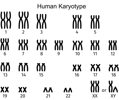 Typical human chromosomes.