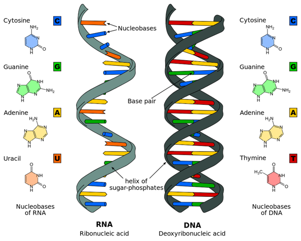 DNA vs RNA.