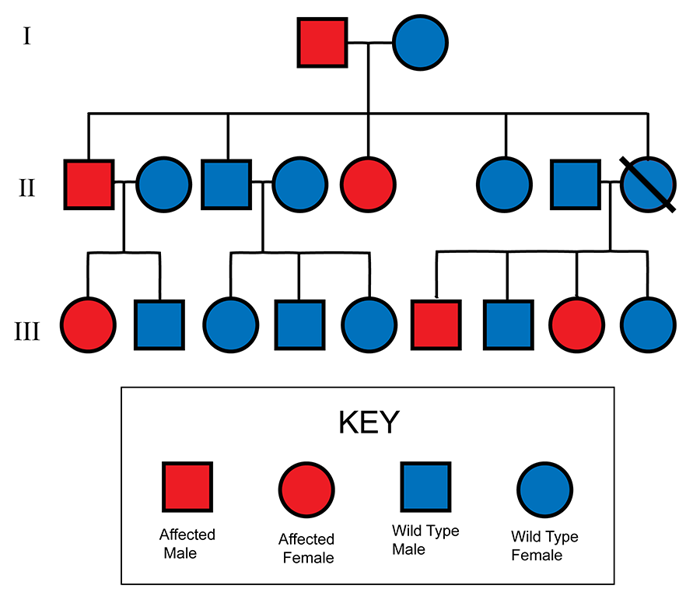 Dominant inheritance in a family.