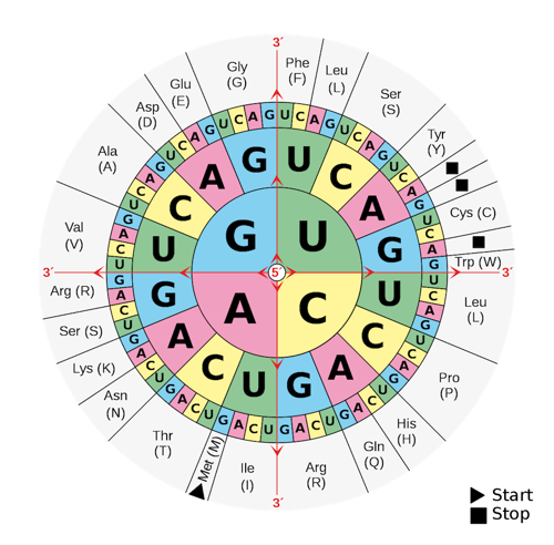 RNA codon wheel