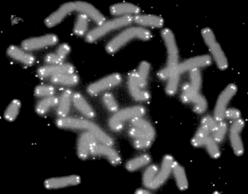 Chromosomes with telomeres shown in white