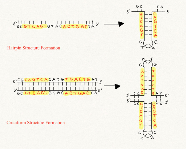 Repetitive sections of DNA sequence folding in on itself to create a hairpin.