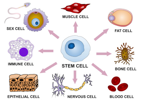 A stem cell can turn into specialized cells such as blood, bone, fat, or nerve cells.