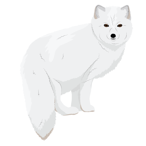 Arctic Fox