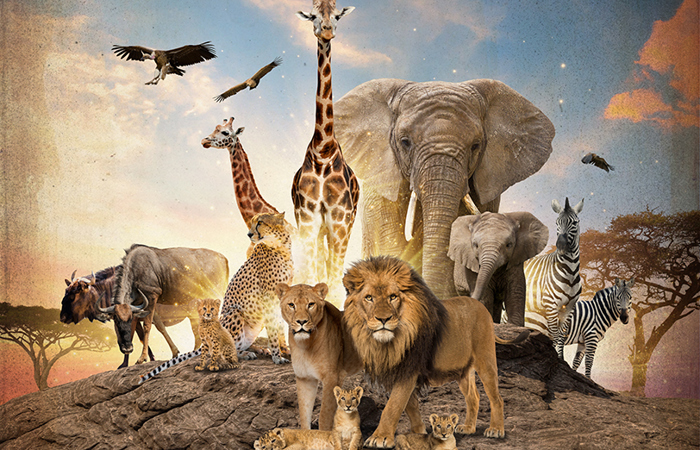 Serengeti IMAX film