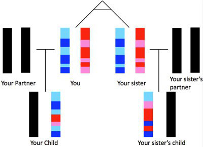 Recombination of identical twin sisters and their children.