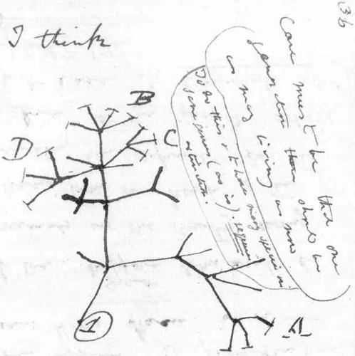 Darwin’s “I think” sketch