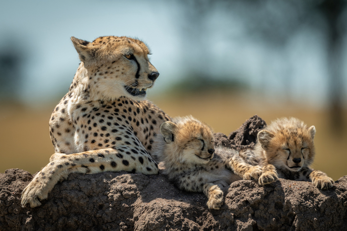 Cheetah with cubs.