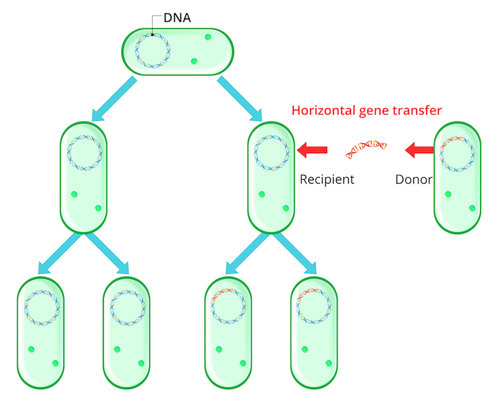 Bacteria gene transfer.