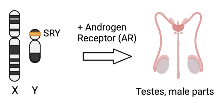 SRY gene and male gonads.