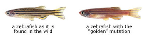 A zebrafish with a “golden” mutation next to a typical zebrafish.