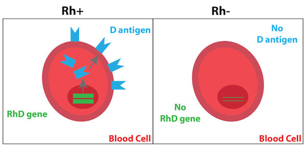 Diagram of Rh+ red blood cell with D antigen, and Rh- red blood cell without D antigen.