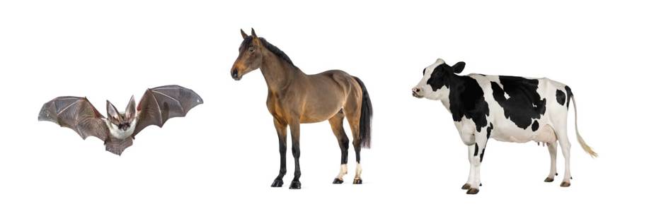 Images of a bat, horse, and cow from left to right.