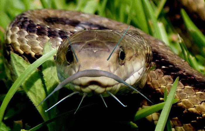 A snake with catfish whiskers.