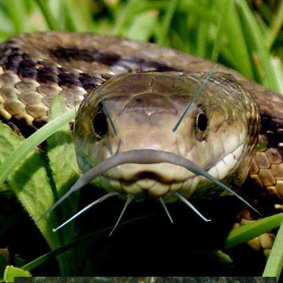 A snake with catfish whiskers.