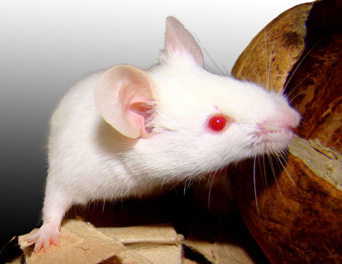 Albino mouse.