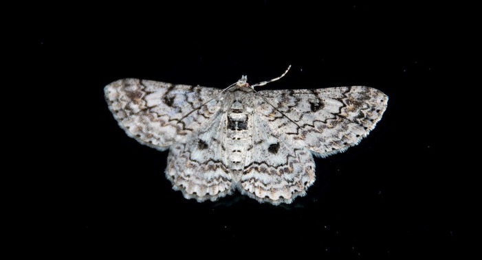 Grey moth.