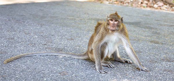 Rhesus macaque.