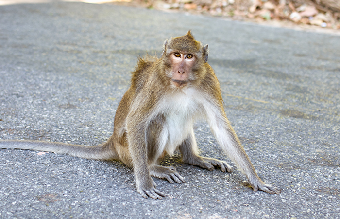 Rhesus macaque monkey by main road.