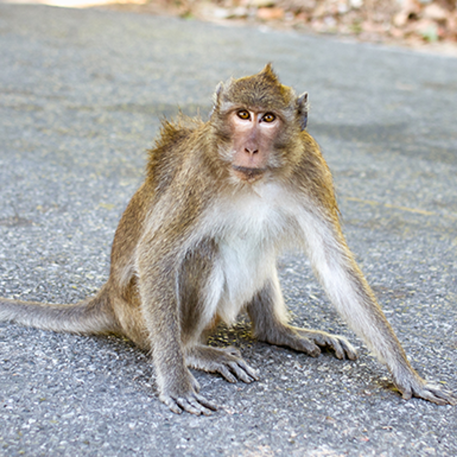 Rhesus macaque monkey by main road.