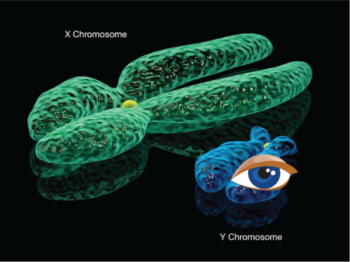 Blue eye Y chromosome.