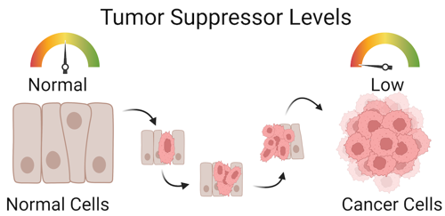 Indicator of tumor suppressor levels in different cell conditions, showing low levels in cancerous cells.