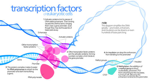 How transcription factors work