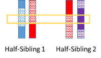 Shared blocks of chromosomes between half siblings.