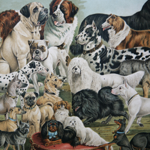 Painting of many different dog breeds