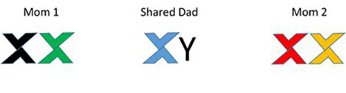 Pairs of x and y chromosomes for mom 1, mom 2 and a shared dad.