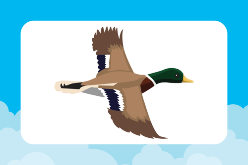 Mallard