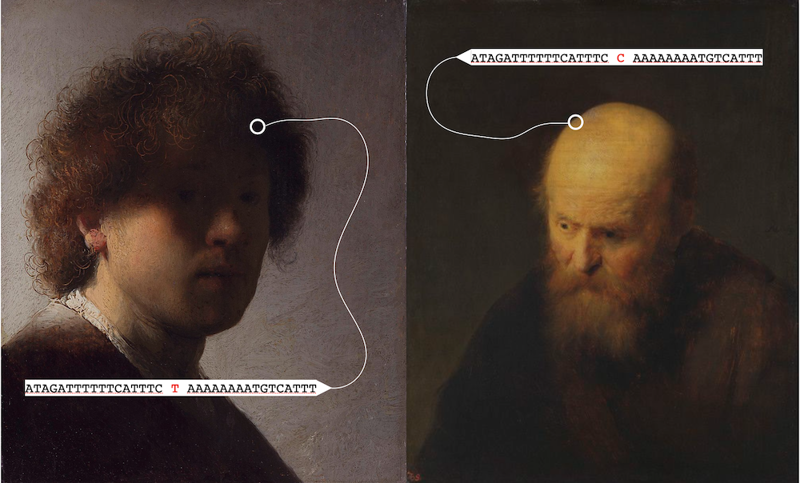 The hairy head of Rembrandt’s self portrait alongside a Rembrant painting of an elderly bald man, labeled with the sequences mentioned above.