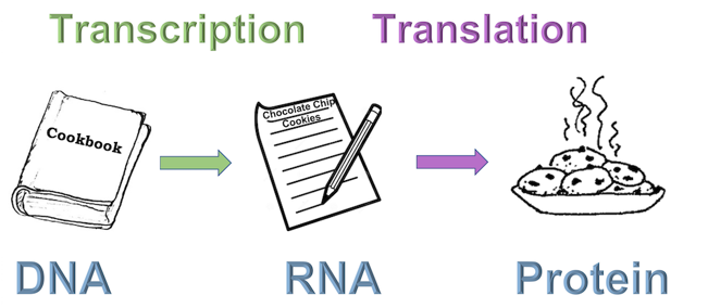 DNA is represented by a cookbook. An arrow representing transcription points to RNA represented by a copied recipe. Another arrow representing translation points to protein, represented by a plate of cookies.