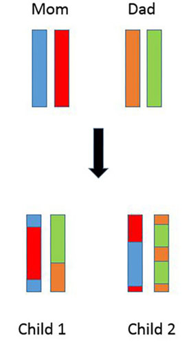 Chromosomes passed on to two children.