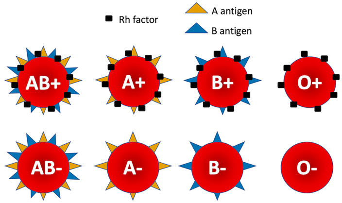 Blood cells with different combinations of A antigen, B antigen, and Rh factor.