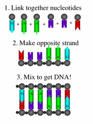 DNA nucleotides being joined..