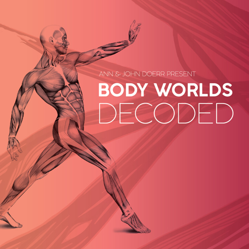 Body Worlds Decoded