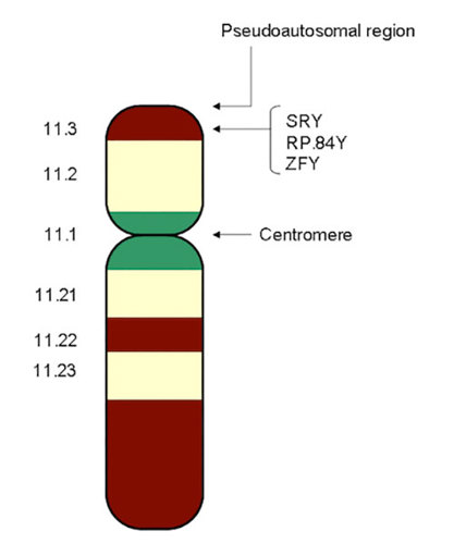 Y chromosome with SRY gene.