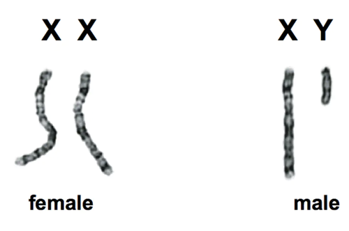 X and Y chromosomes