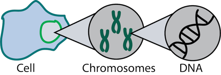 Zooming in on DNA in a cell