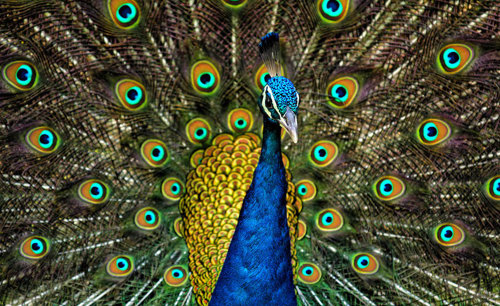 A male peacock displaying its tail feathers.