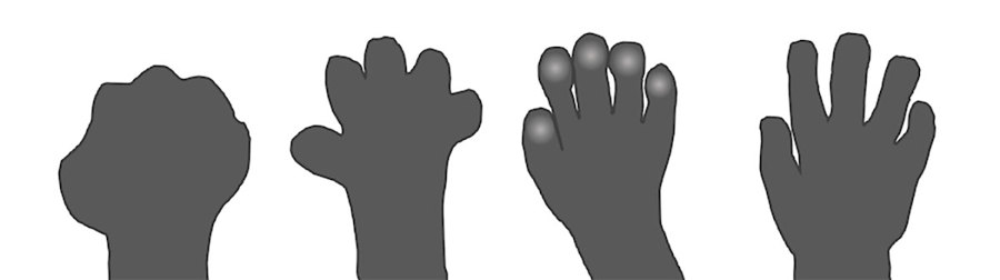 The development of a hand over time. It starts in the shape of a paddle. Next, the fingers begin to separate. As the fingers separate more, the volar pads form on the fingertips. Finally, the pads shrink and the hand is more recognizable.