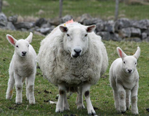 Ewe with twin lambs.