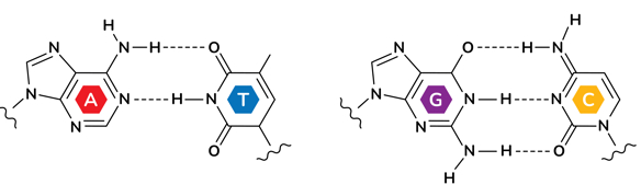 Schematic showing two hydrogen bonds as dotted lines between adenine and thymine, as well as three hydrogen bonds between guanine and cytosine.