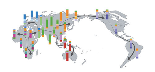 Map with arrows showing human migration path, beginning in Africa and spreading across Eurasia and then into Oceania and the Americas. Multi-colored bars are overlaid on top, showing the genetic variety present in different populations.