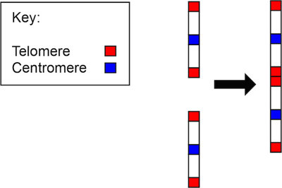 Two chromosomes fusing.