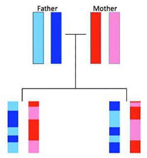 Recombination possibility.