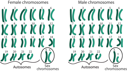 Female vs. male chromosomes.