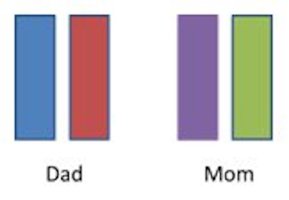 Parents' chromosomes